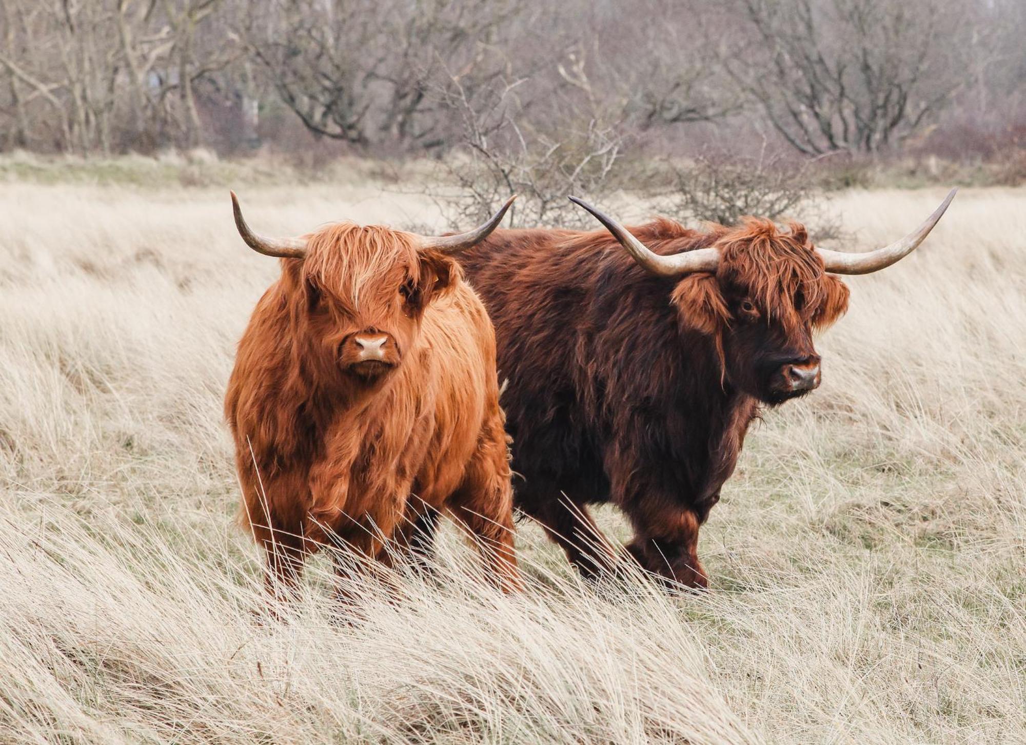 Zoomers Aan Het Bos Castricum Exteriér fotografie
